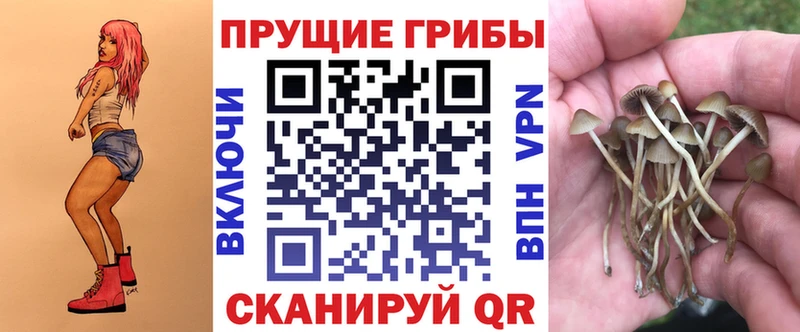 Купить закладки  Кодинск  Псилоцибиновые грибы Magic Shrooms 